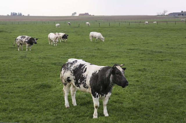 Scientists teach cows to use the toilet to reduce greenhouse gases - Science