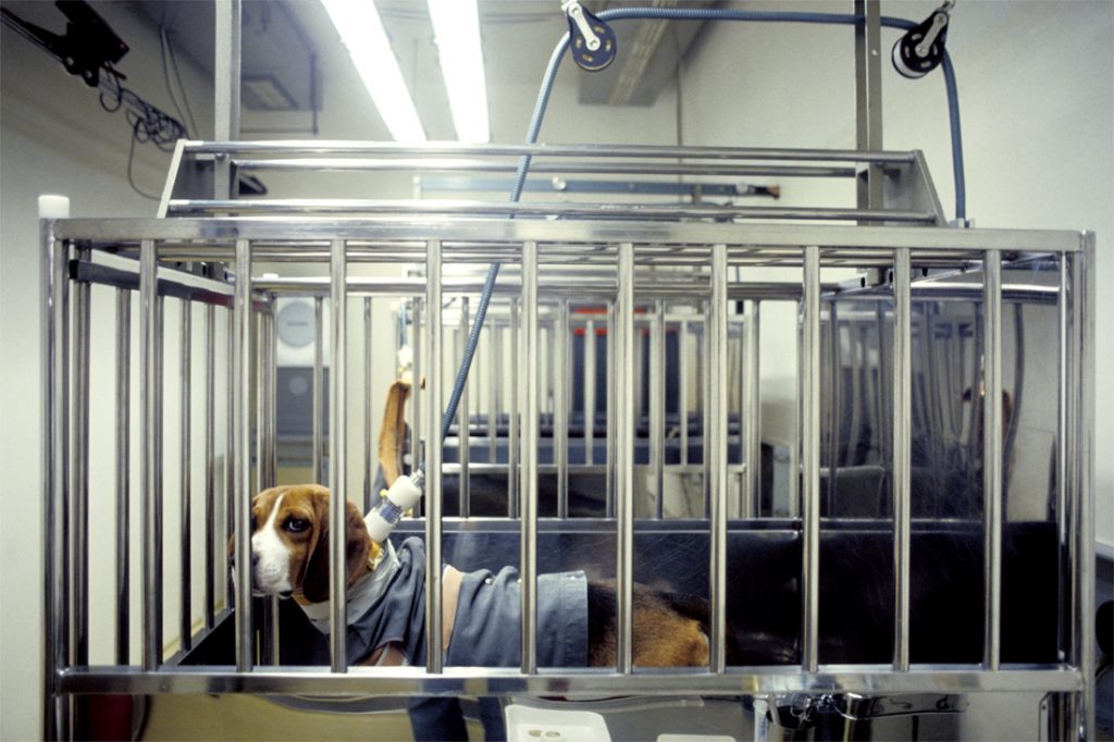 The number of animal experiments in Brussels decreases