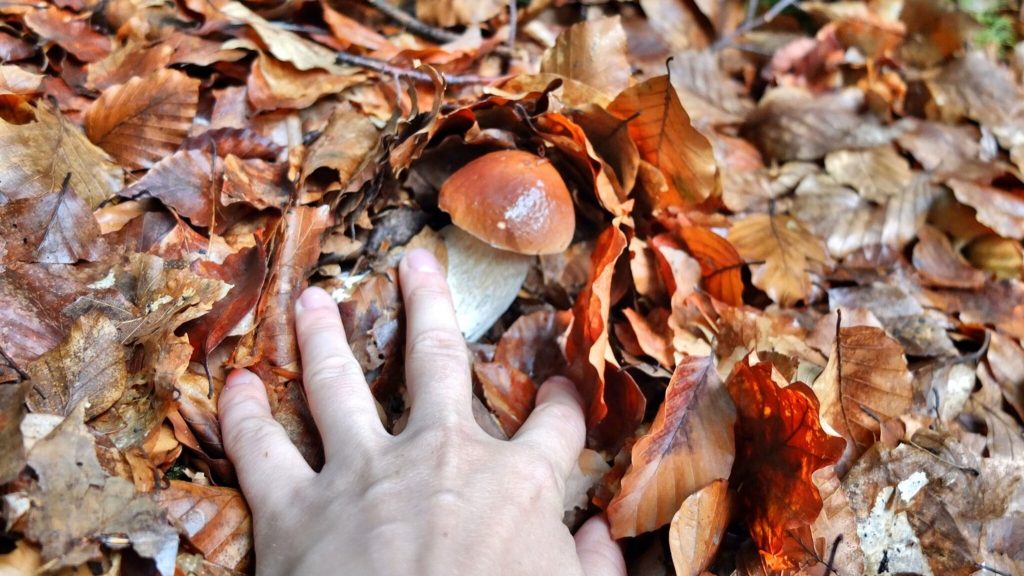 Young Afghan refugee dies in Poland after eating poisonous mushrooms