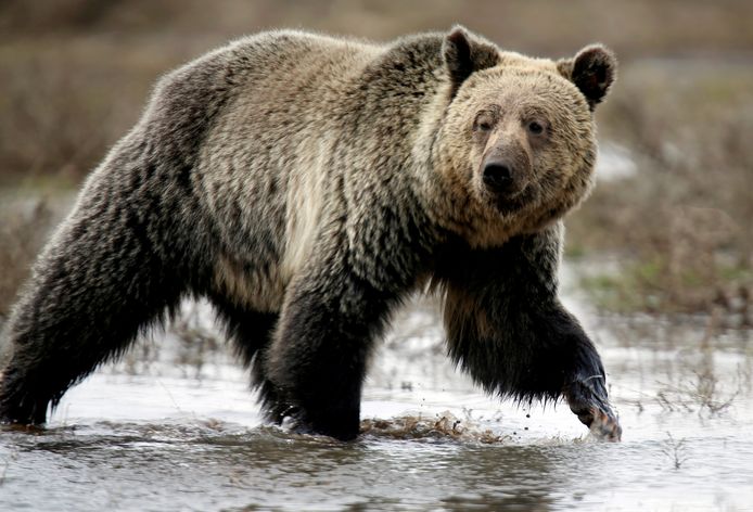 A grizzly bear in Yellowstone National Park.  Photo for illustration.