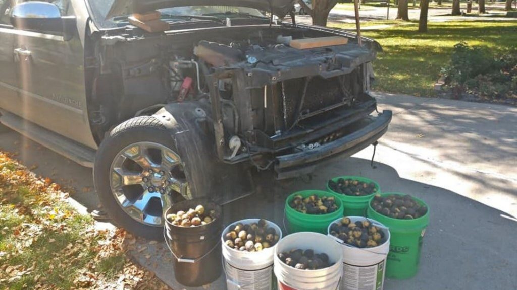American squirrel hides thousands of nuts in a car