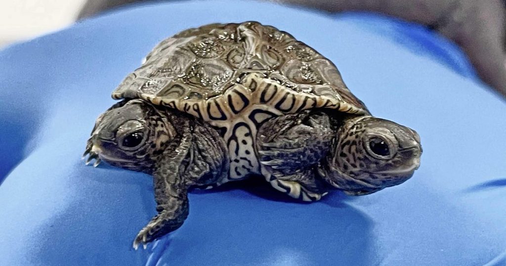 Endangered 2-headed turtle born: 'The two 3 legs' |  Abroad