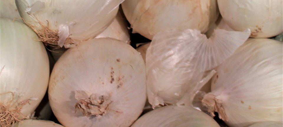 Mexican onions in the United States contaminated with salmonella