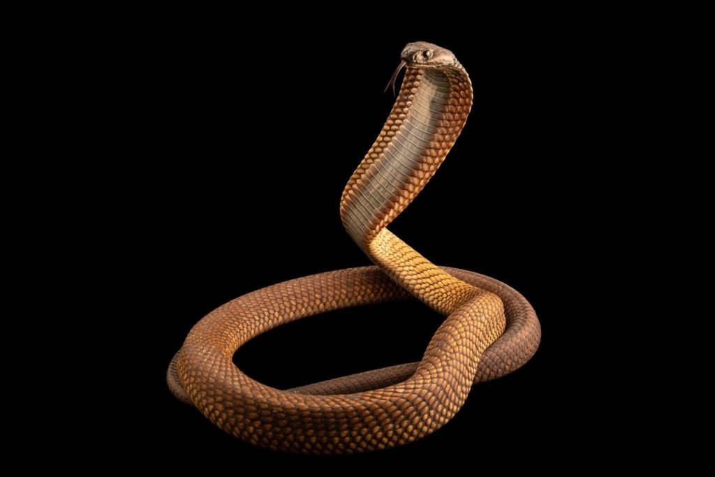 Arabian cobra is twelfth thousandth animal added to endangered species ark - National Geographic