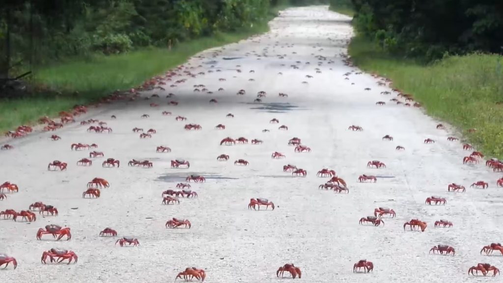 Australian island roads turn red due to massive crab migration