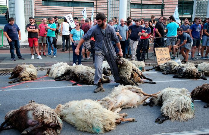 A French shepherd protests against the presence of bears in 2019 by taking dead sheep to a demonstration.