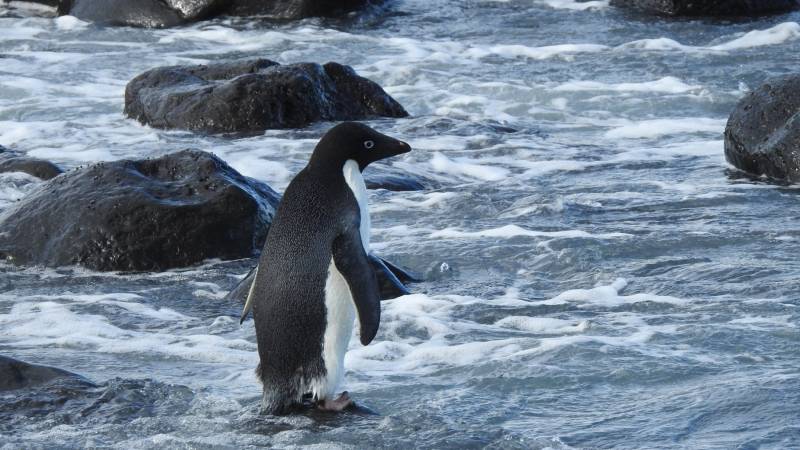 Lost penguin swims 3,000 kilometers to New Zealand