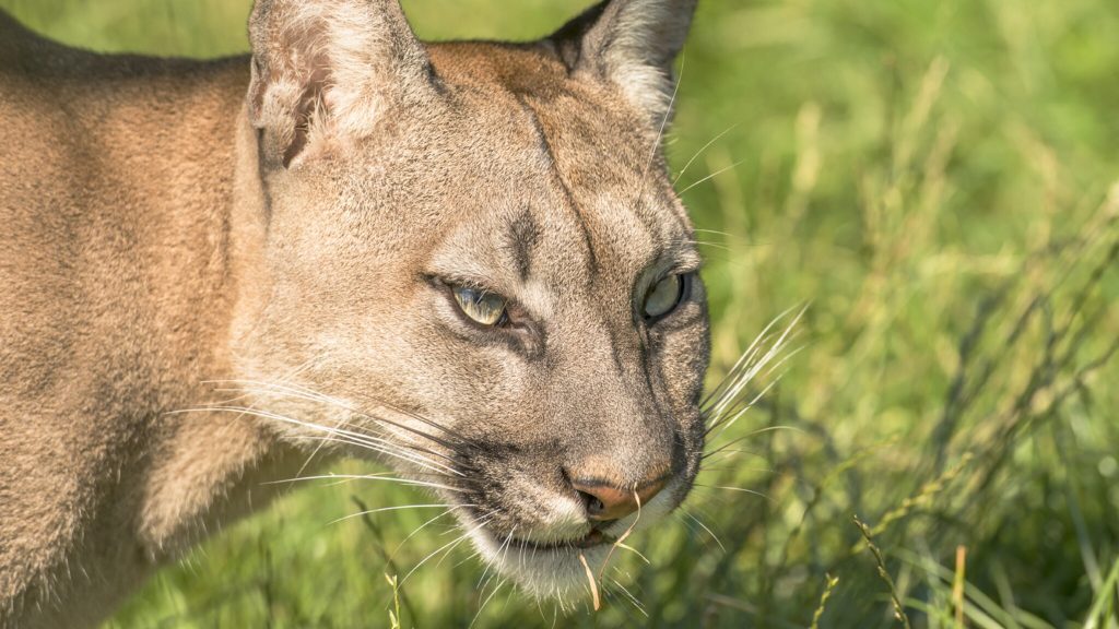 Mother saves 5-year-old son from cougar clutches in US