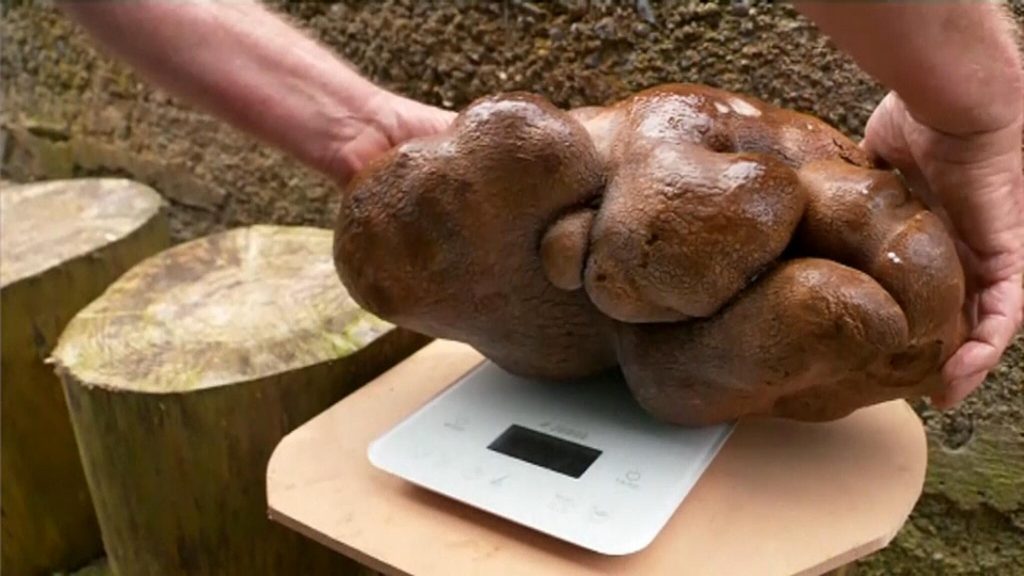 New Zealanders find huge potato and call it Doug