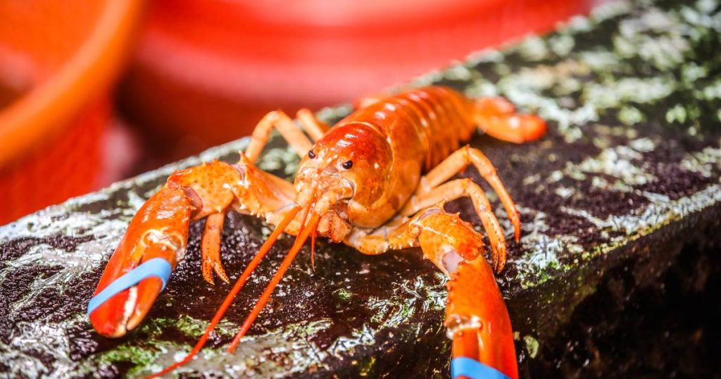 Octopus, crab and lobster feel sadness: cooking of live animals banned in Britain |  Cooking and eating