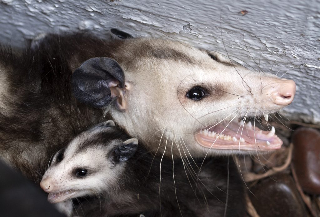 Possum "holds" woman hostage in her New Zealand home - Wel.nl