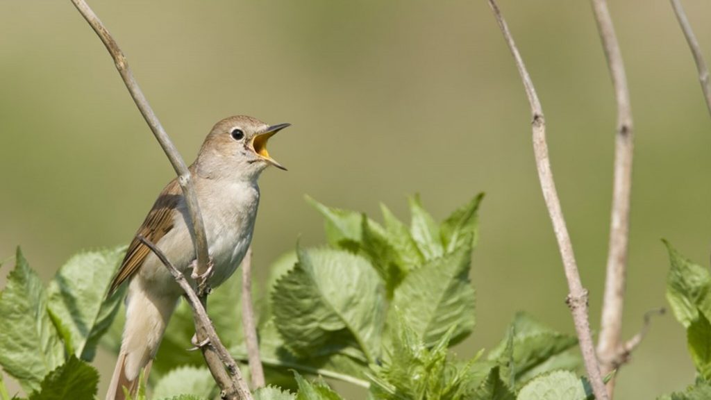 Spring becomes quieter: we hear less birds in spring