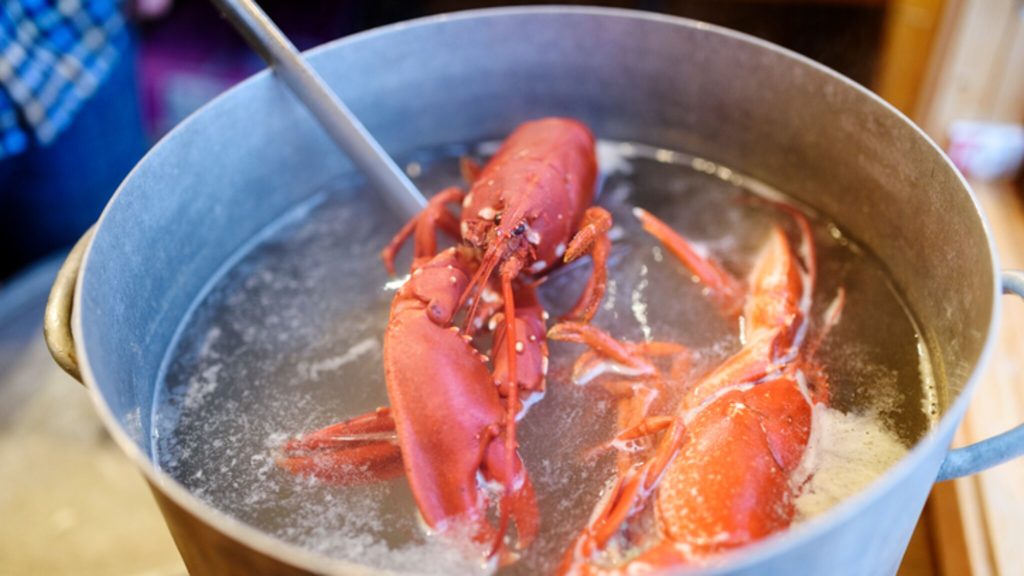 The discussion on cooking live lobsters ignites: "It does not fit in a civilized country"