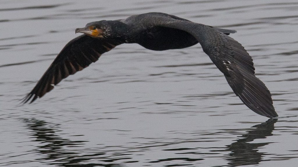 Are there not enough fish to fish because of the cormorant?  "Envy and hatred for this animal are as old as the road to Kralingen"