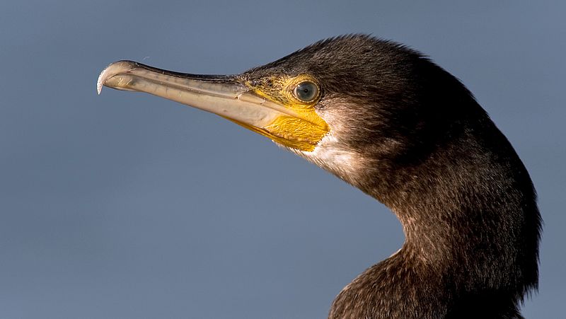 Cormorants mainly eat fish that humans don't eat