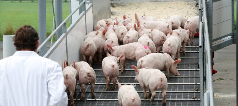 Fewer pigs slaughtered in the United States