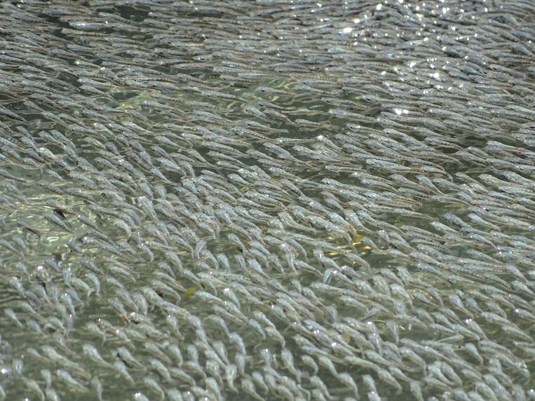 Mystery solved: the fish make the "wave" to scare the birds