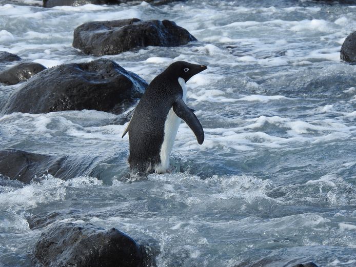The Adélie penguin off New Zealand.