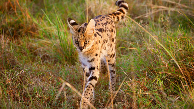 Video: This is how the serval escaped from a stay in Herkenbosch |  1Limburg
