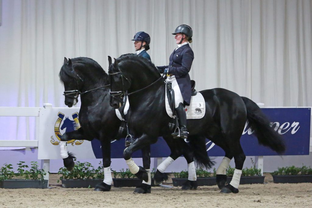 Compliments for the presentation Sport Elite stallions: Epke 474, Eise 489, Meinte 490, Elias 494 and Martzen 521