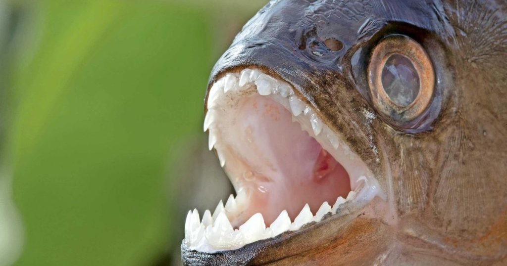 Extremely aggressive piranhas kill four swimmers, injure 20 others |  Abroad