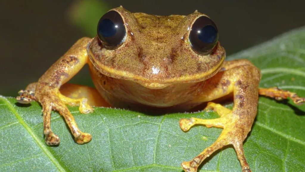 Newly discovered frog species named after Greta Thunberg
