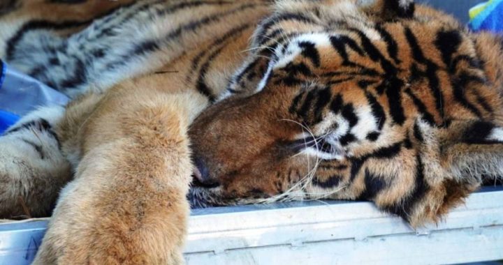 The AAP Foundation removes wild animals from circuses Portugal |  Abroad