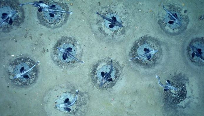 Five hundred meters below Antarctica, scientists have discovered about 60 million active icefish nests.