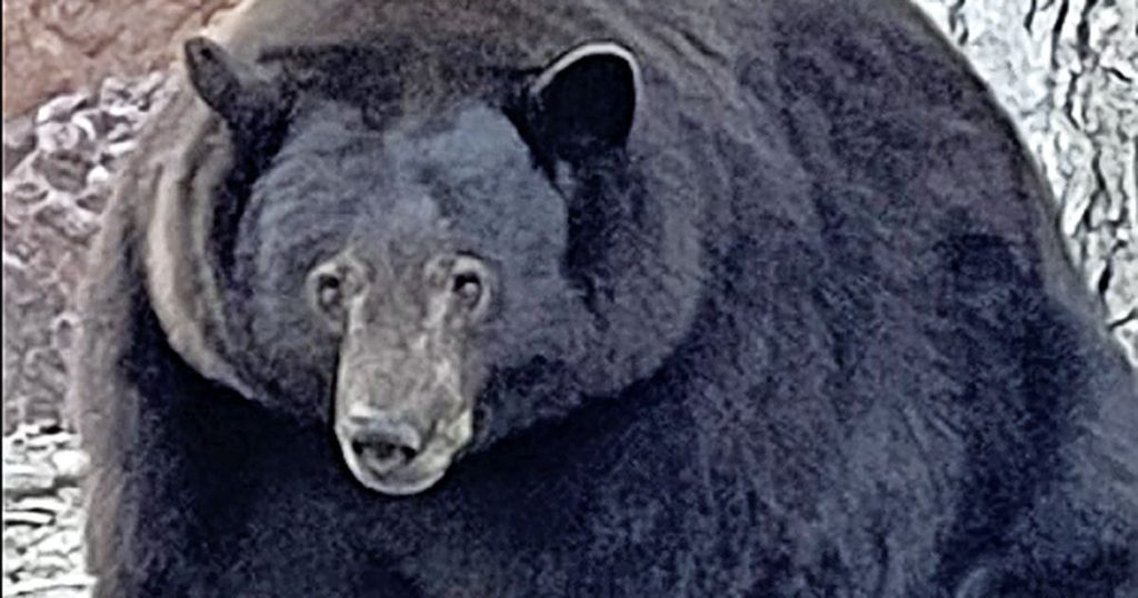 Bear Called 'Hank the Tank' Weighs Over 200 Pounds Looting California Homes |  Abroad