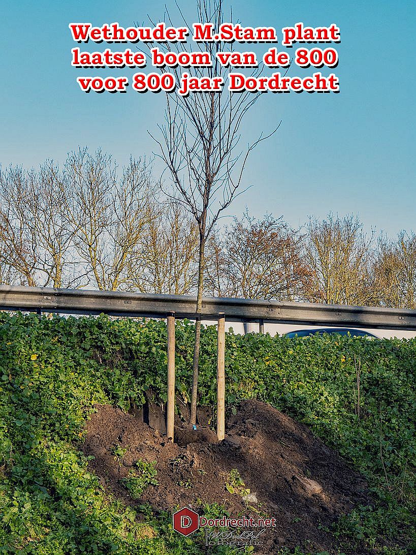 Ruimte voor een chapeau: Wethouder plant laatste boom voor 800 jaar Dordrecht