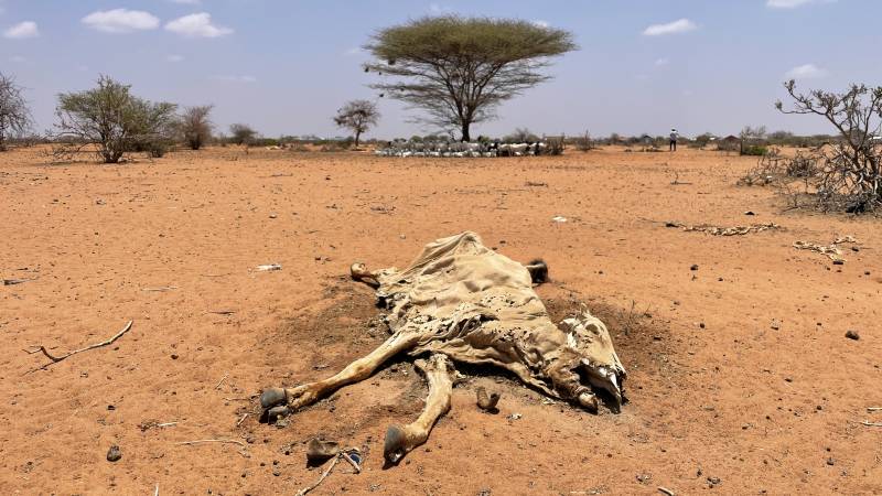 Hunger looms in Horn of Africa, too little aid money due to 'competing disasters'