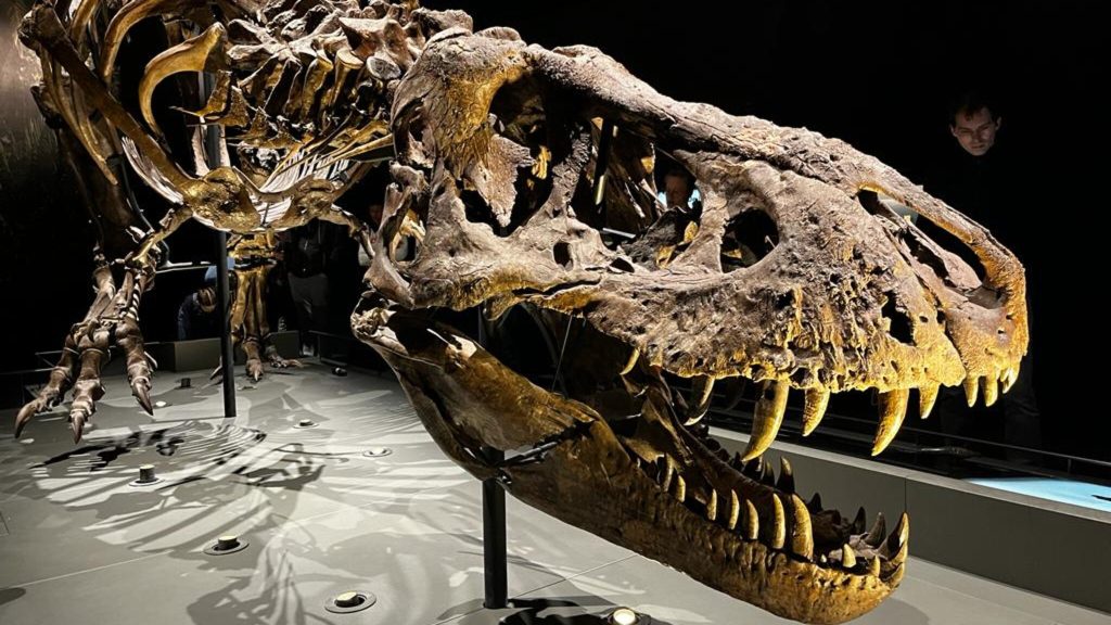 Is Trix really a T. rex?  American researchers doubt