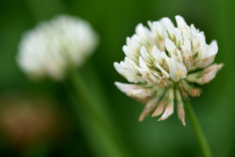 White clover (Trifolium repens) grows in meadows, lawns and roadsides.  ImageGetty Images