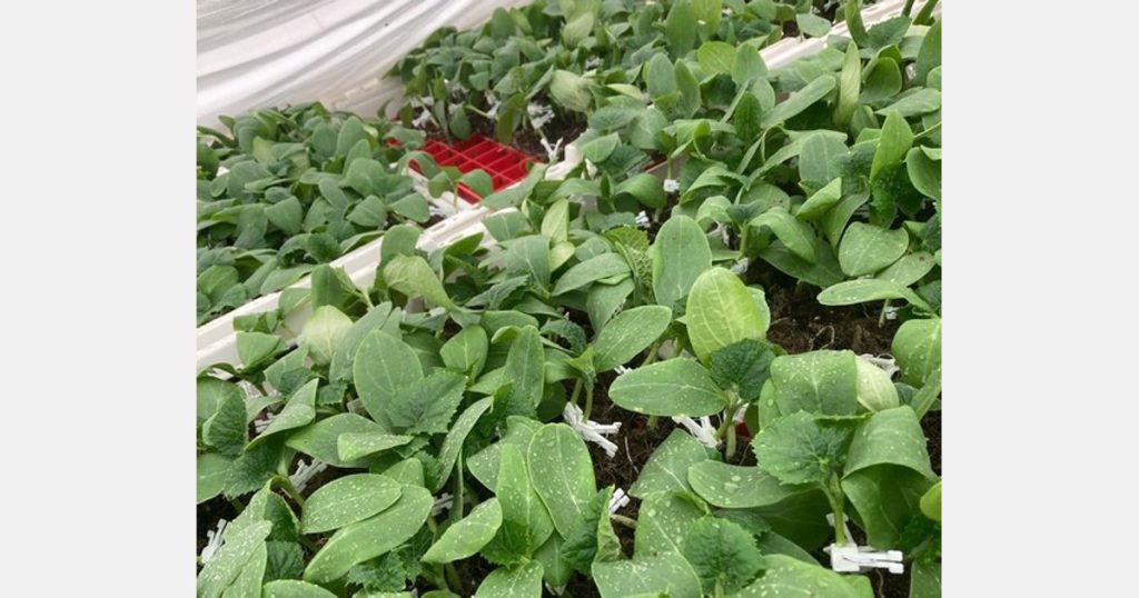 Grafting vegetable plants: from challenge to standard