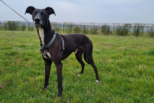 Animal of the week: Blitz greyhound is looking for space and a buddy to frolic in