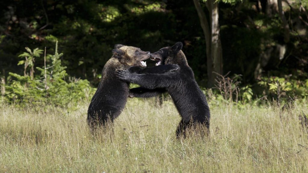 California family finds five bears hibernating under house |  animals