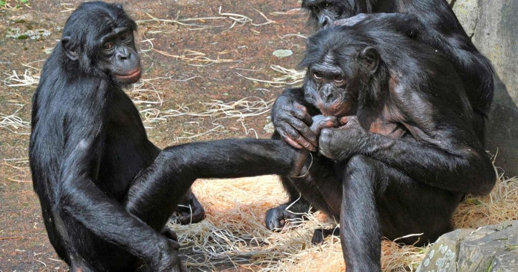 An escaped bonobo is safe again in Planckendael |  Abroad