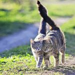 Japanese Study: Cats Can Remember Their Friends' Names |  Home & Garden