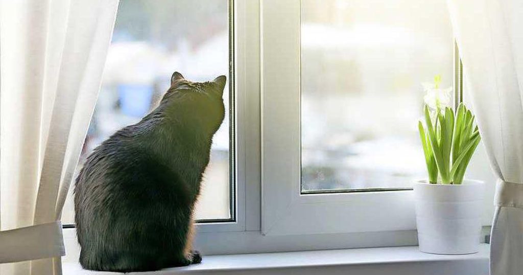 Why Waldorff, Germany's Cats Should Stay Indoors This Summer |  Home & Garden
