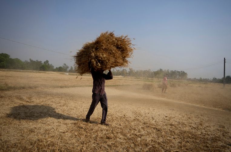 Wheat harvested in Jammu, India on April 28.  Yields are disappointing due to the heat wave.  Image access point