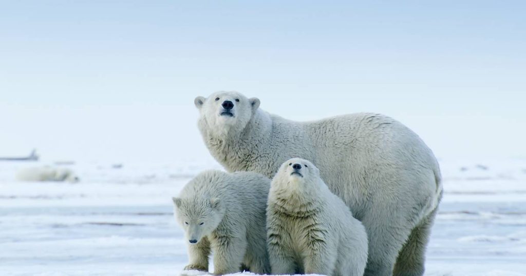 A group of polar bears survive in Greenland even without sea ice |  Science