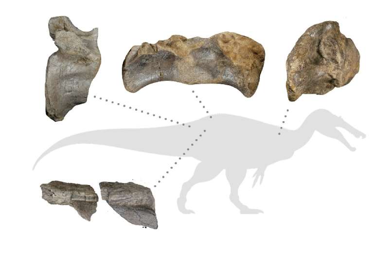 The best-preserved bones of the Wight Rock Spinosaurid helped mark its massive size, including the rear tail