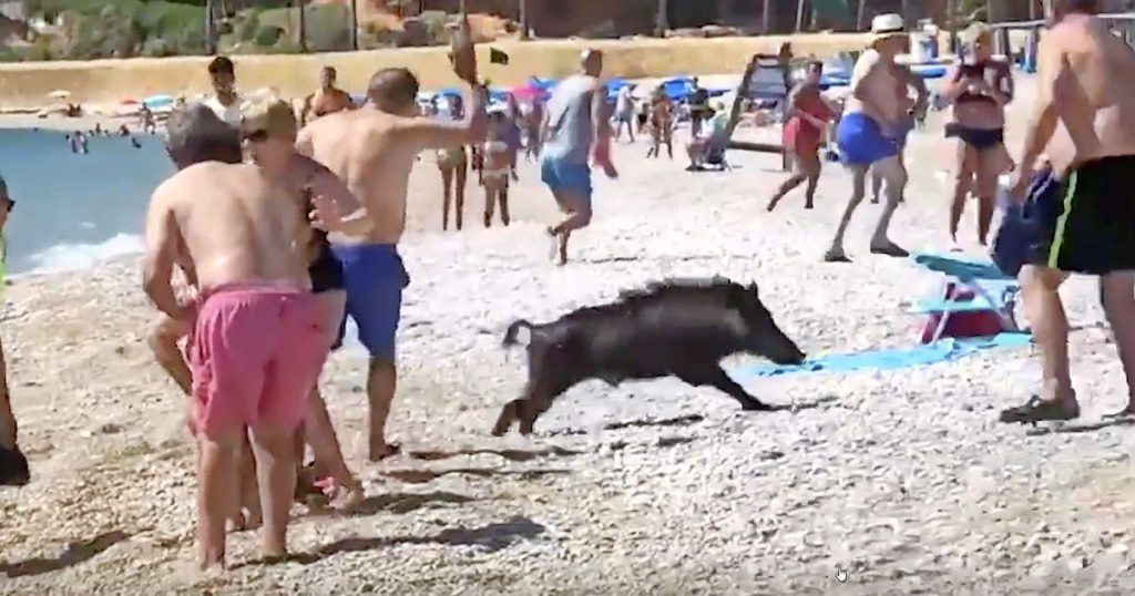 Panic on the beach by a boar, swimmer bitten |  Abroad