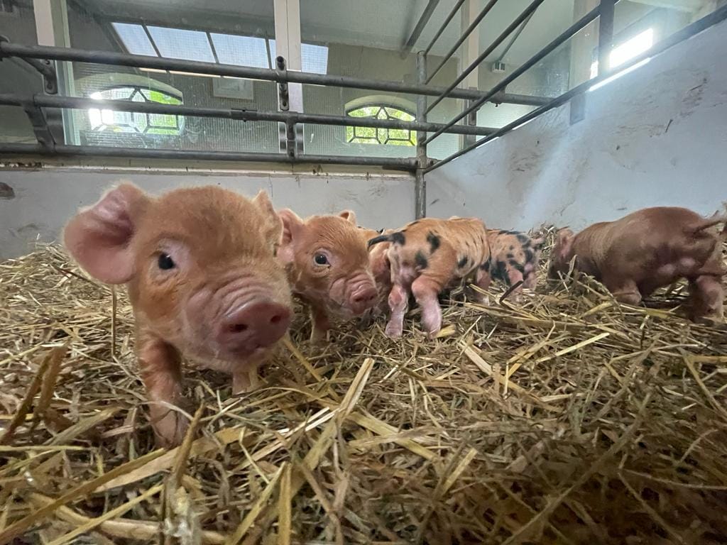 Too sweet!  Piglets are born again at Kinderboerderij De Goudse Hofsteden