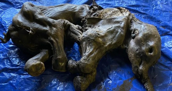 Very rare frozen baby mammoth discovered in Canada |  Science