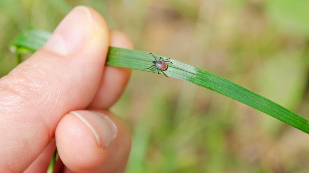 Ticks appear to be present in all types of vegetation, including short mowed grass |  Science