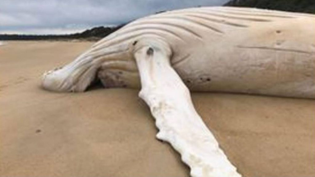 Rare albino whale washed ashore, possibly 'celebrity of the sea' Migaloo
