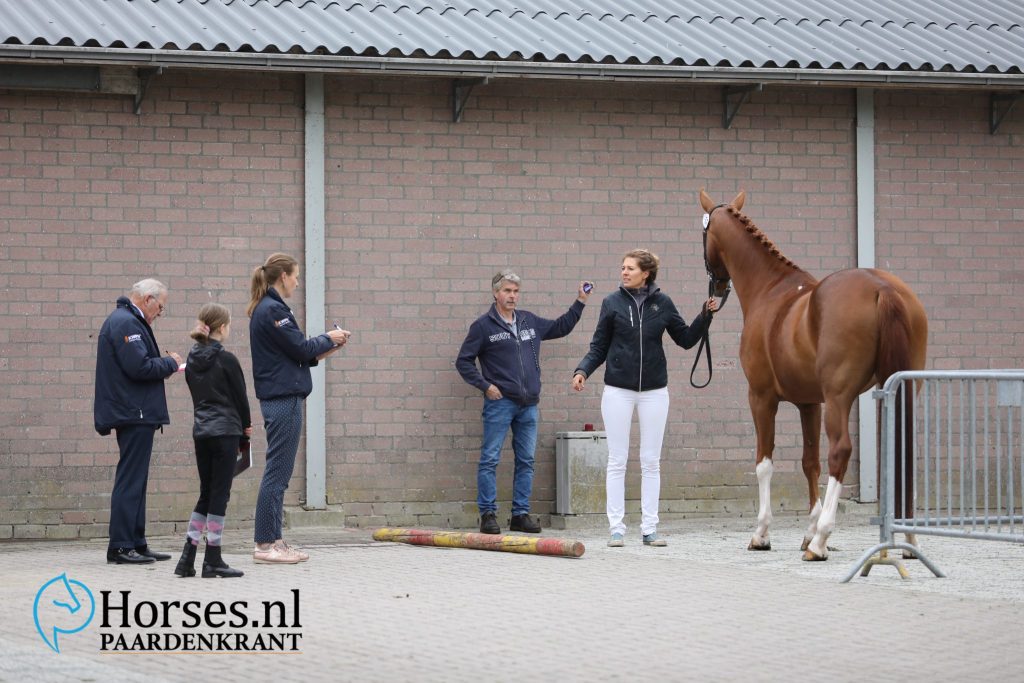 Once for All Swing to 85/85 in Kootwijkerbroek, 22 ster mares