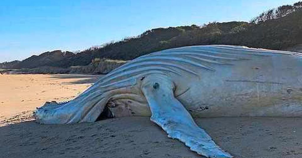 Relief in Australia;  beached white humpback whale is not their favorite Migaloo |  Abroad
