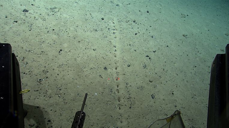 One of the traces in the seabed that scientists don't know what organism is hiding behind.  Image NOAA Ocean Exploration, Voyage to the Crest 2022
